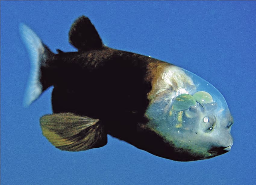 Diving Into the Enigmatic World of Deep Sea Creatures – A Photo Essay