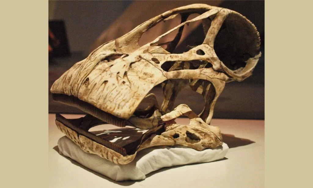Dinosaurs, The UN, May day celebration, an independent Scotland & ice cream! 4 Which dinosaur has about 1000 teeth and can you guess whether they were plant eating or meat eating dinosaurs