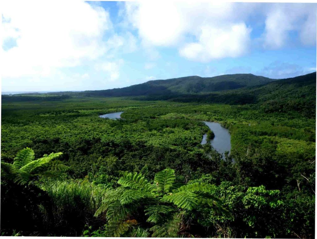 1Mangrove forest Nakama River Iriomote Is.