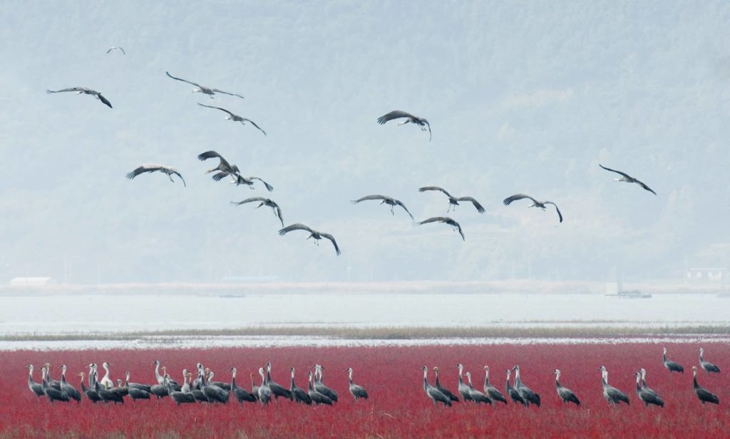 2.1Community of East Asian seepweed and Hooded cranes