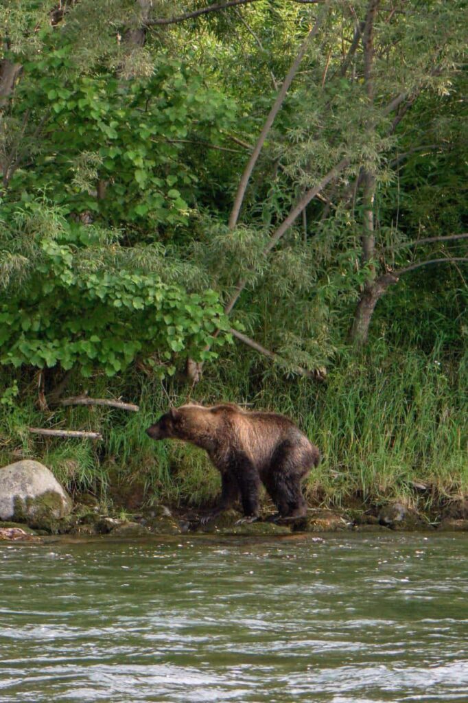 9. 3 year old Brown bear at Bystraya river