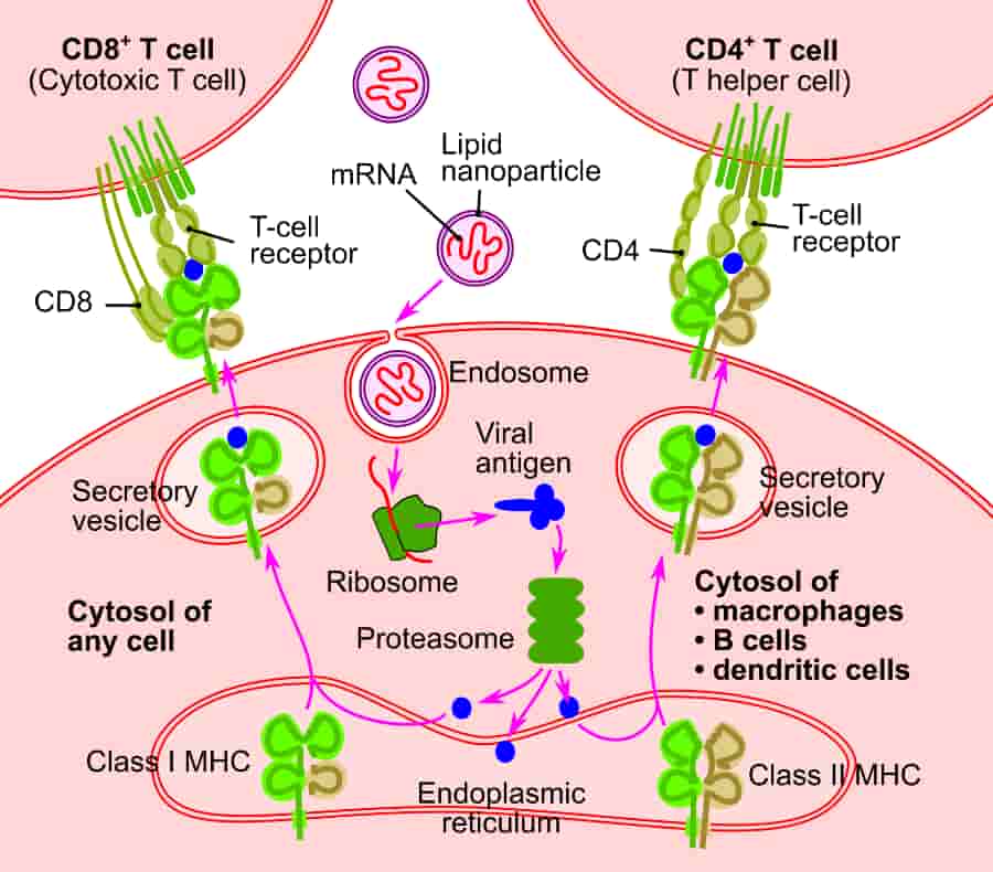 mRNA vaccines