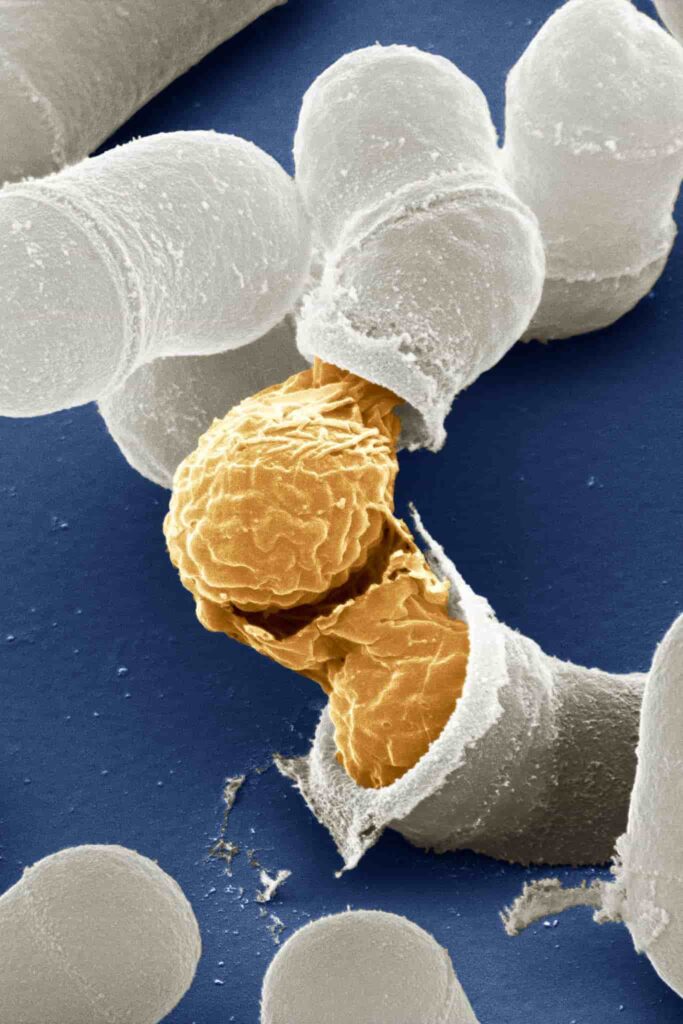Birth of a yeast cell