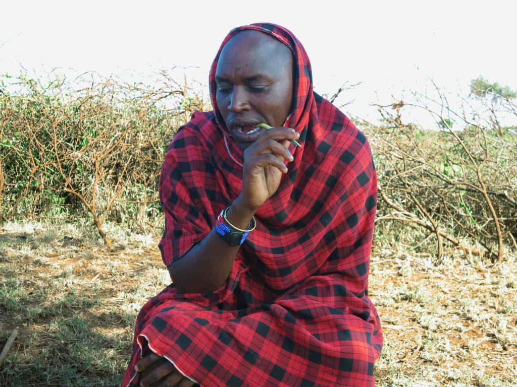 Maasai man using a natural toothbrush 7780