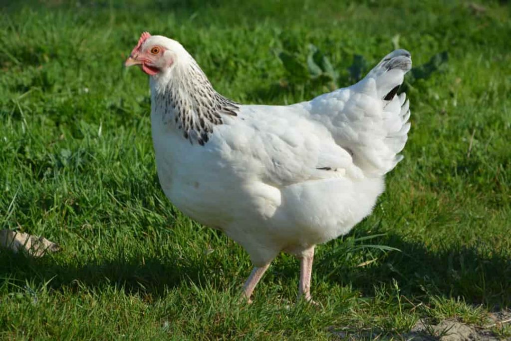 bird wing white animal beak chicken 1390490 pxhere.com