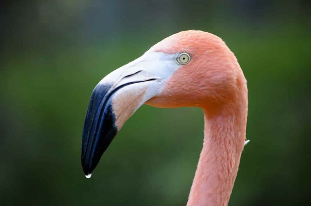 flamingo close up