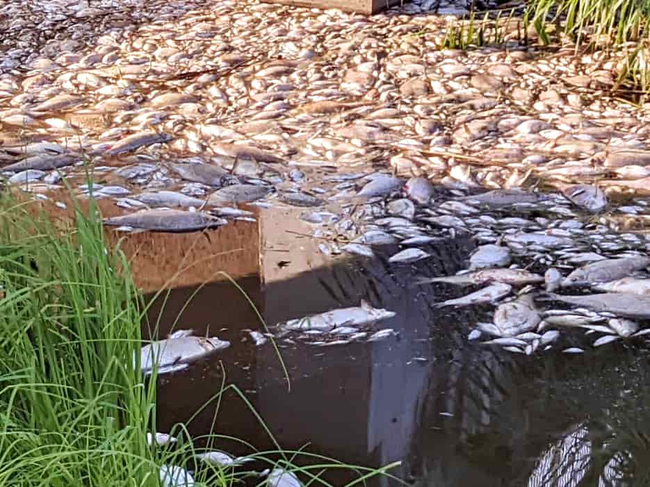  100 tons of dead fish in Poland