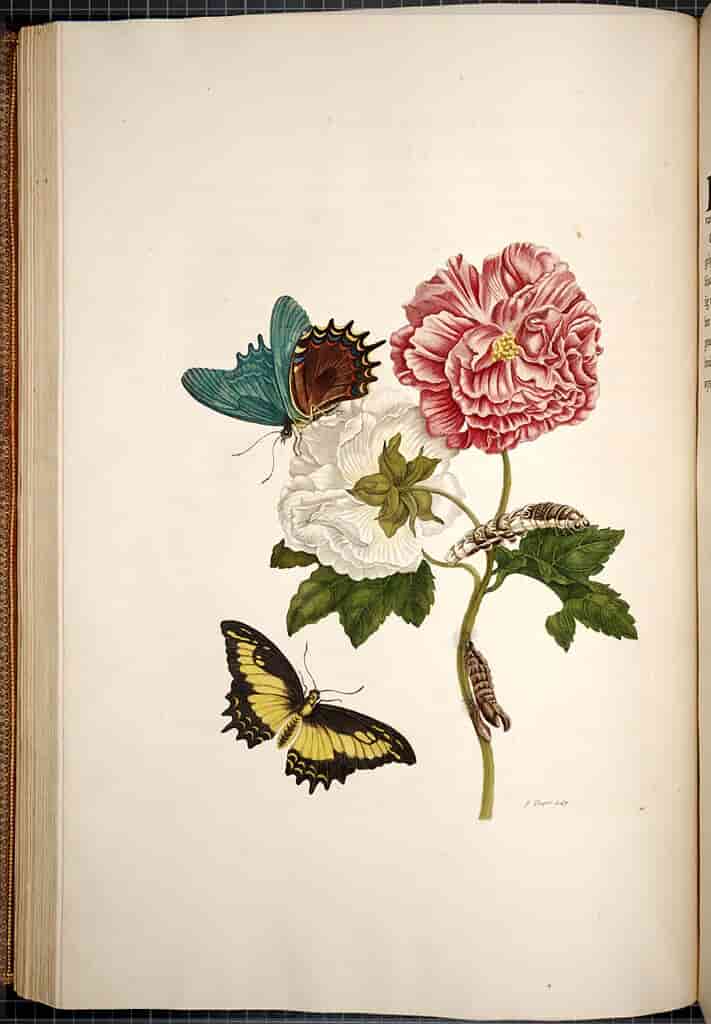 Rose of Sharon and Lepidoptera 1730