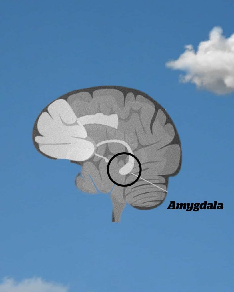 Amygdala increases by 20% after solitary confinement