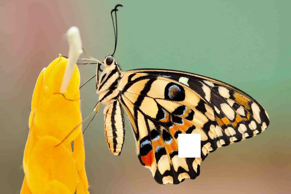 "Life is like a box of chocolates, it doesn’t last long if you’re fat" - The Gordian September Quiz 5 butterfly the gordian quiz