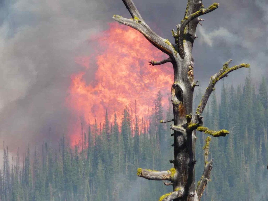 forest fires are often caused by lightning and strong winds