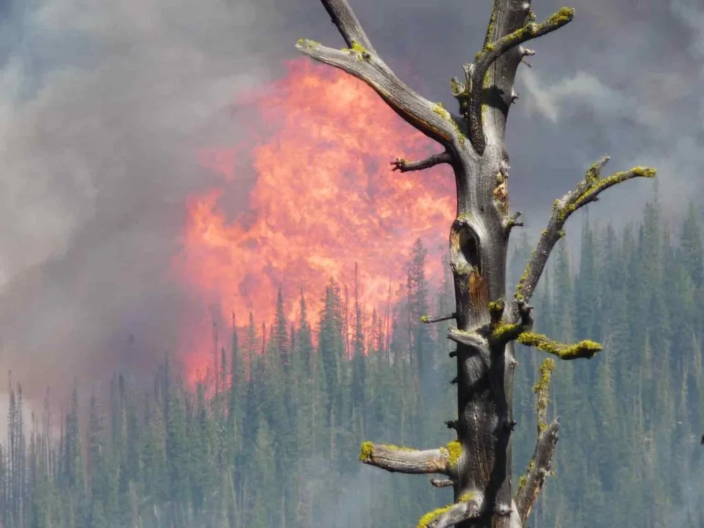 Off with the head! Getting Rid of Phoney Justice 36 forest fires are often caused by lightning and strong winds
