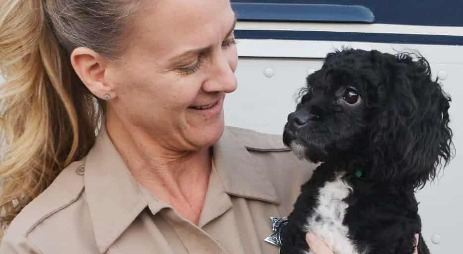 California’s Animal Welfare Association guard holding a saved dog