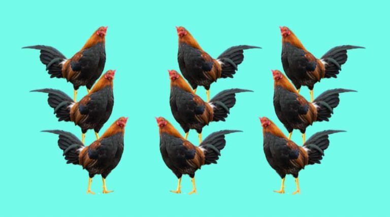 mounting a chicken ‘montar un pollo