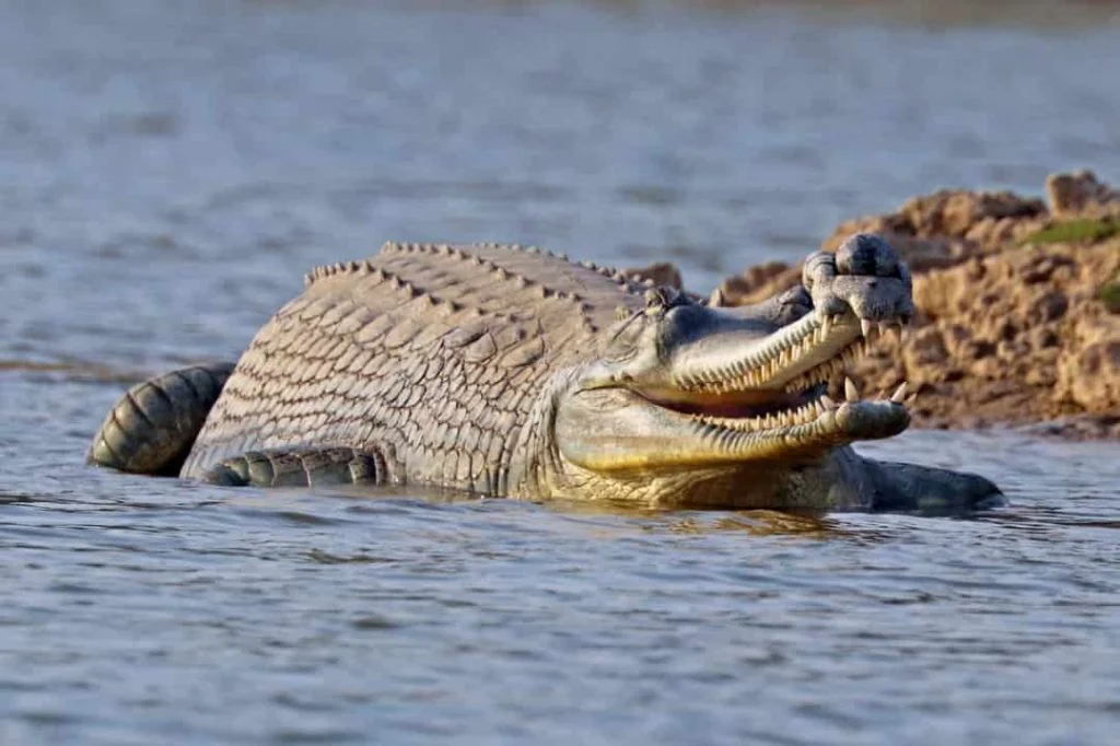 Test your environmental knowledge: How much do you really know about climate, energy, and conservation? 2 Gharial