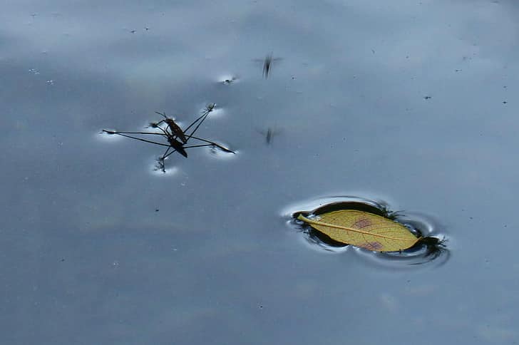 insects floating on water