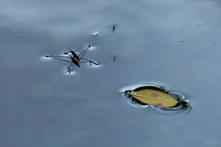 Test your environmental knowledge: How much do you really know about climate, energy, and conservation? 1 insects floating on water