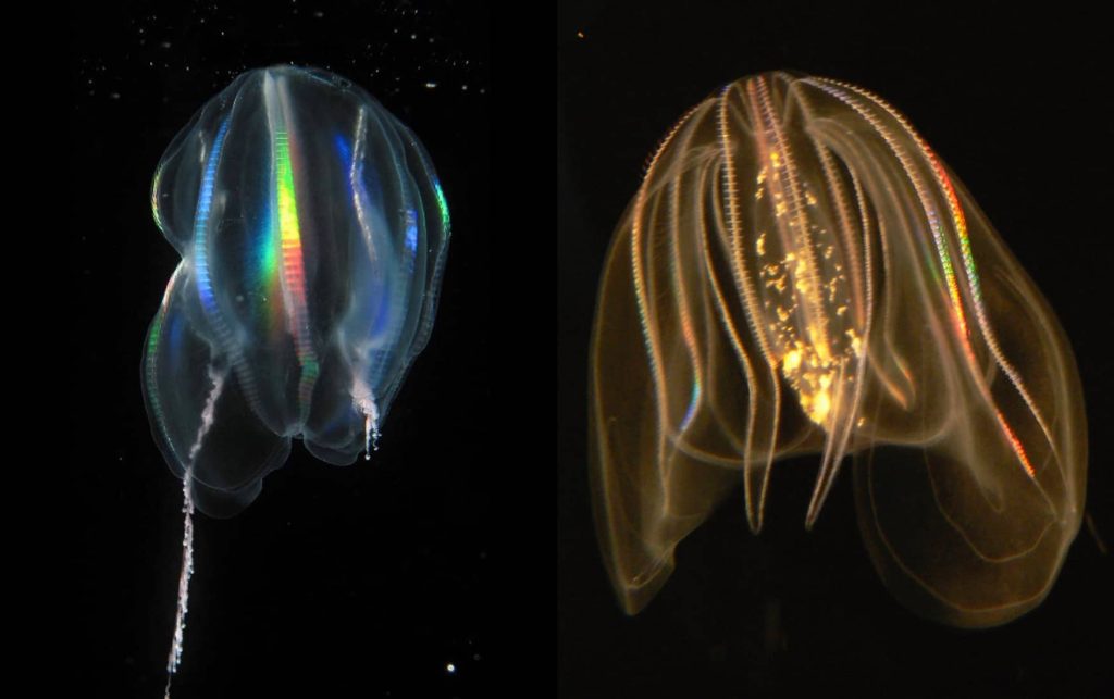 gold and yellow Comb Jellies (Ctenophora)