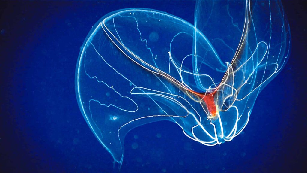 organs of Comb Jellies (Ctenophora)