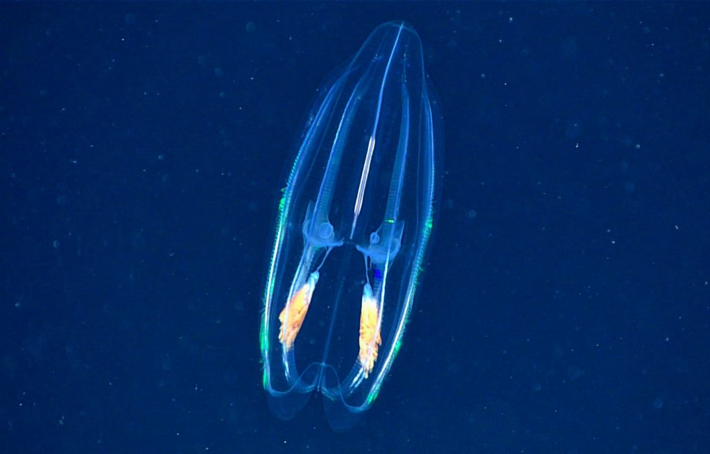 exposed organs of Comb Jellies (Ctenophora)