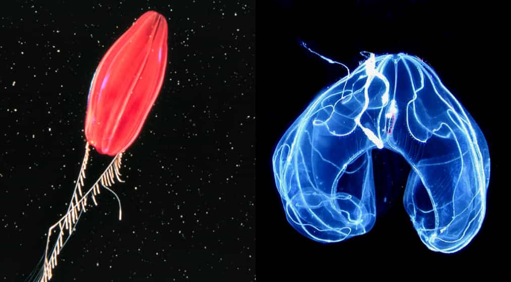 two different kinds of Comb Jellies (Ctenophora)