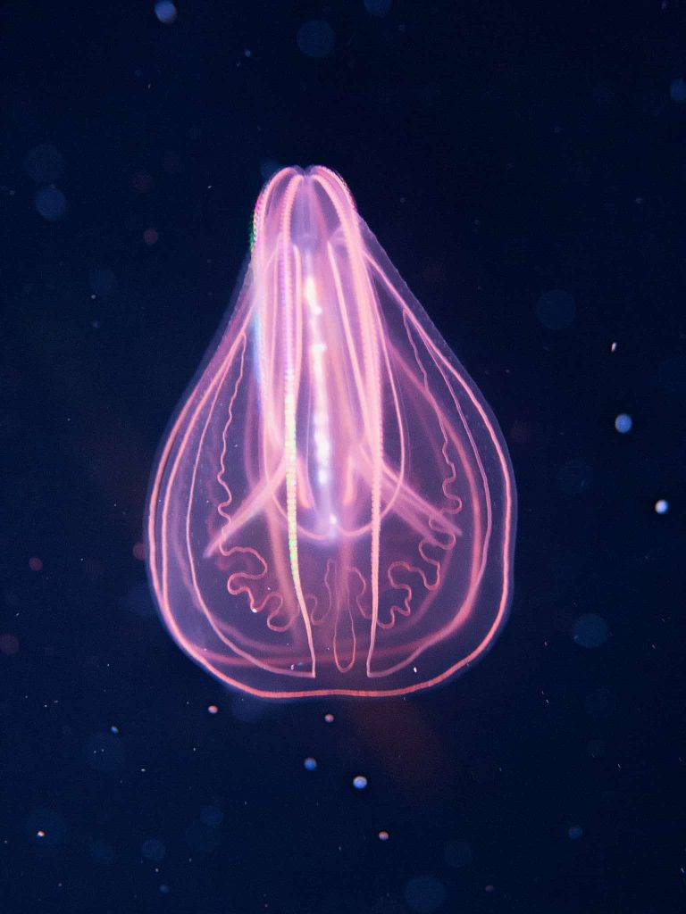 shining Comb Jellies