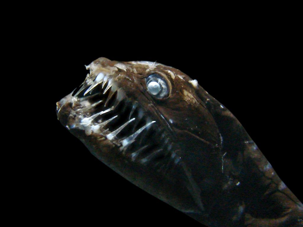 the head of a deep sea dragonfish