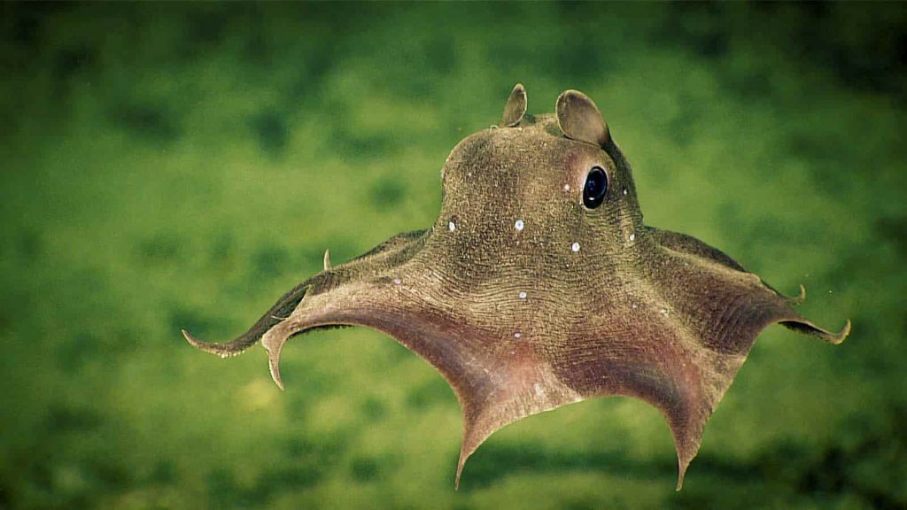 small Dumbo Octopus