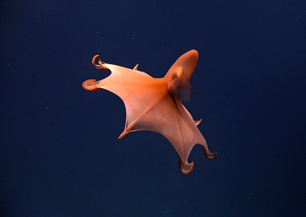 rare Dumbo Octopus