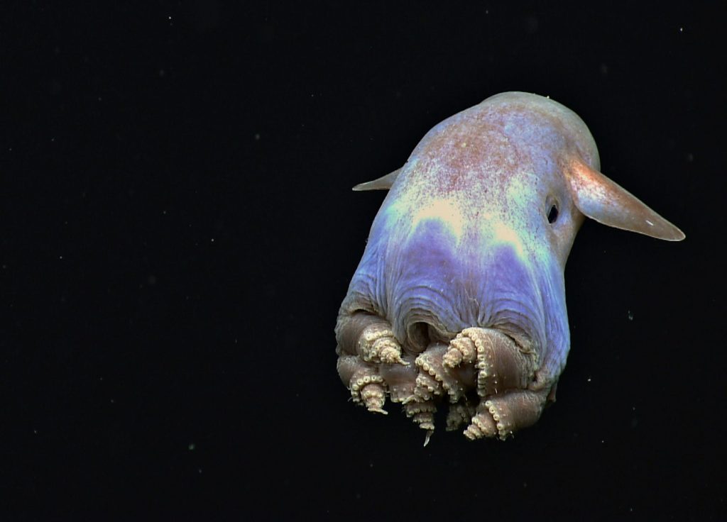 Dumbo Octopus