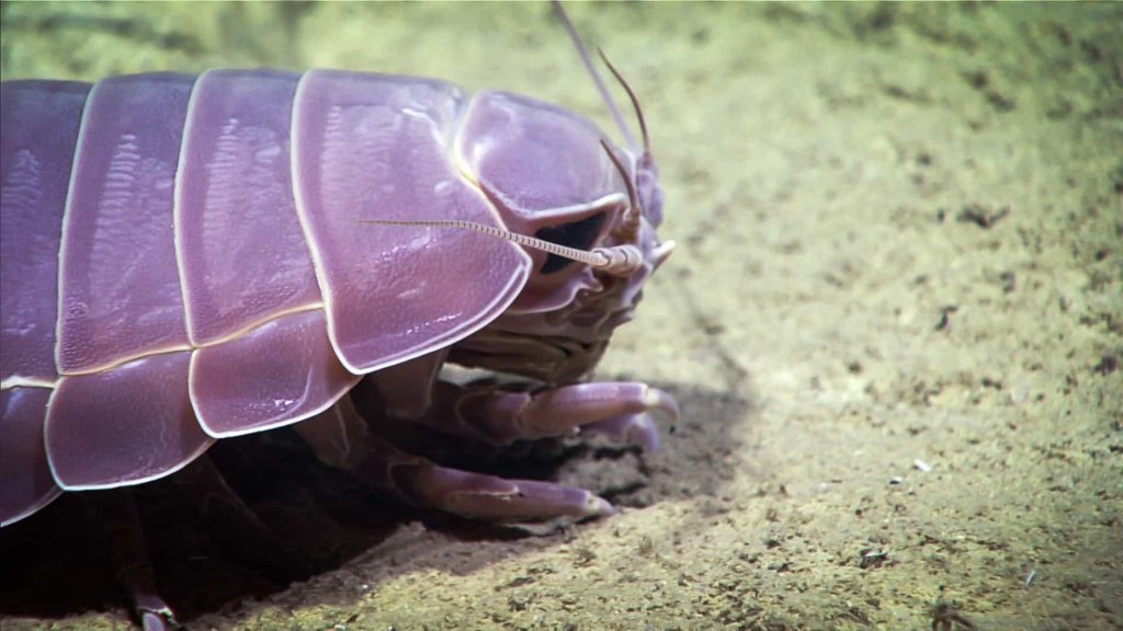 a purple Giant isopods