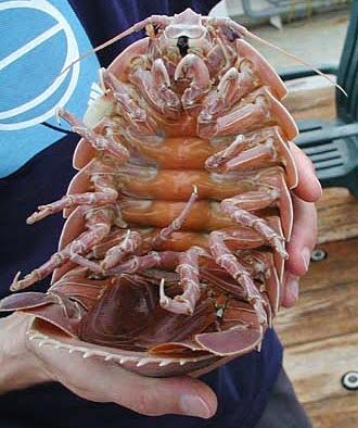 the underbelly of a Giant isopods