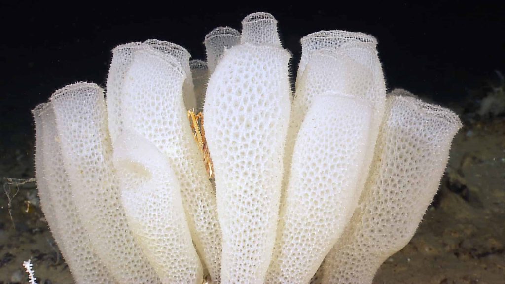 white glass sponges