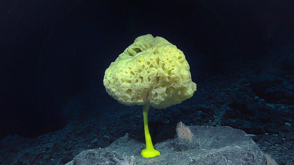 yellow galss sponge