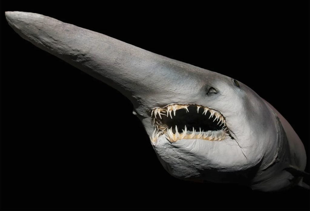 giant goblin shark