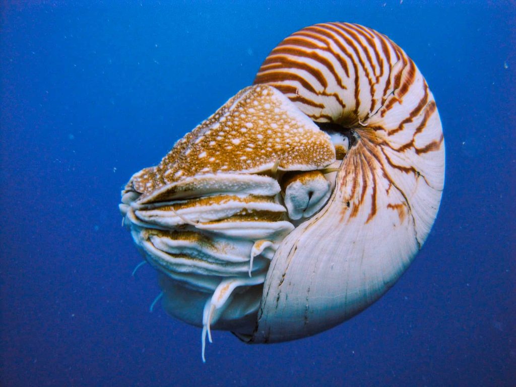 a Nautilus swiming