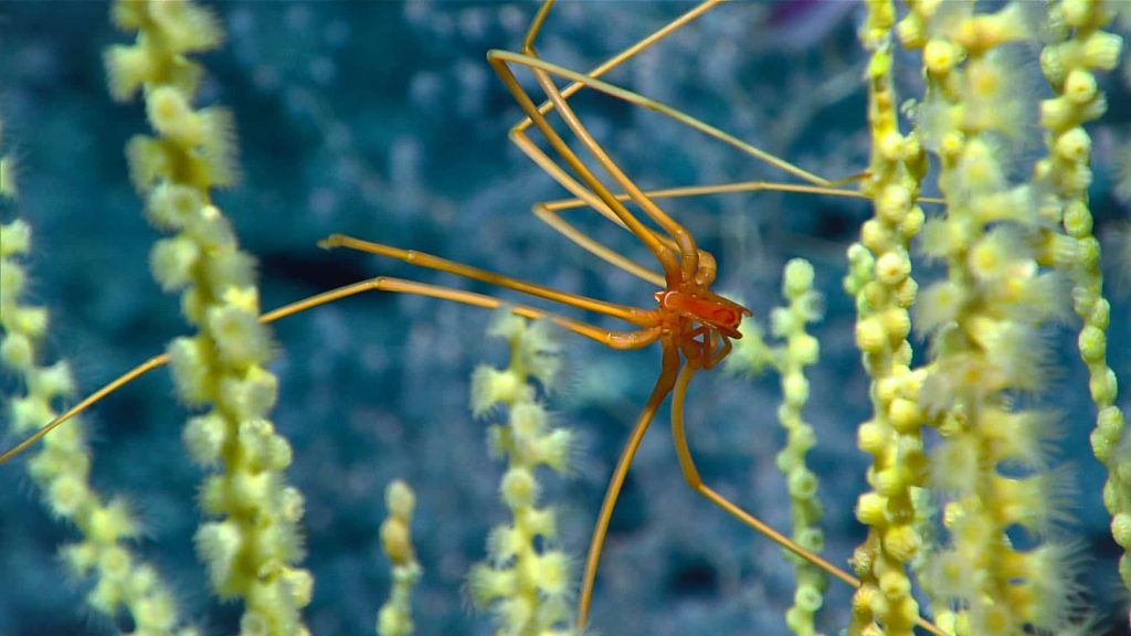 see spider on a bamboo coral