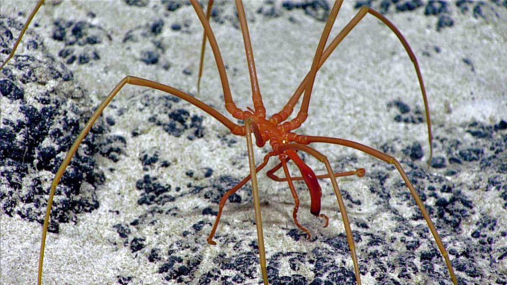 see spider in deep sea