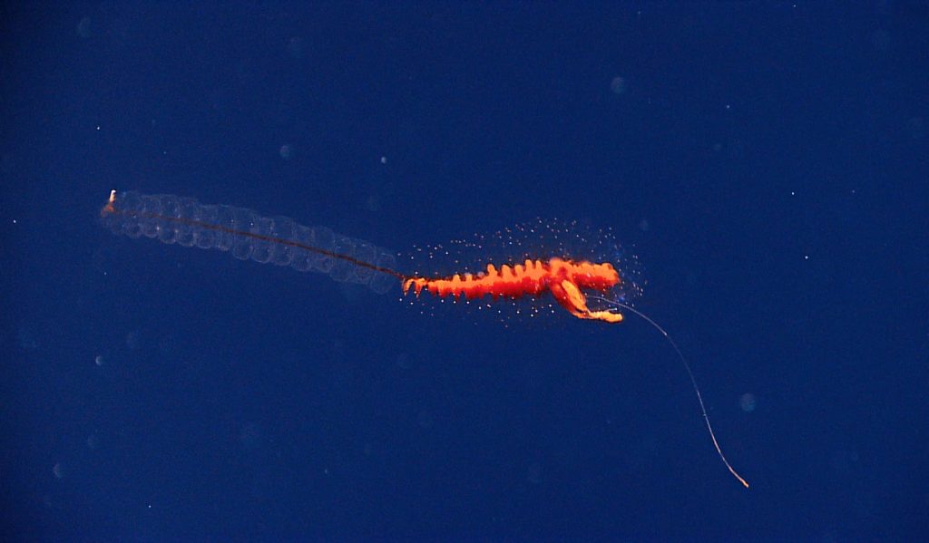 long Siphonophorae