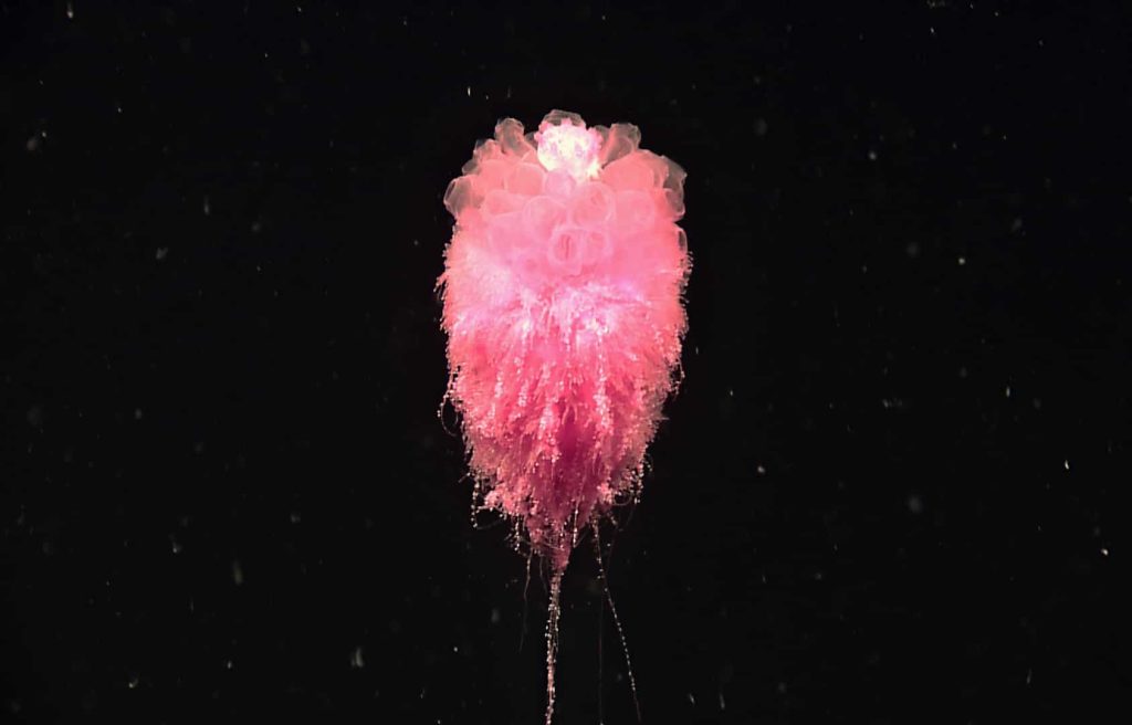 A pink Siphonophorae