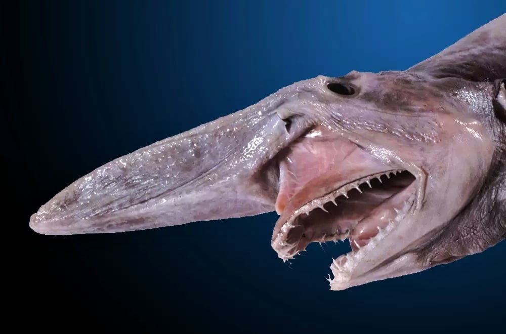 goblin shark