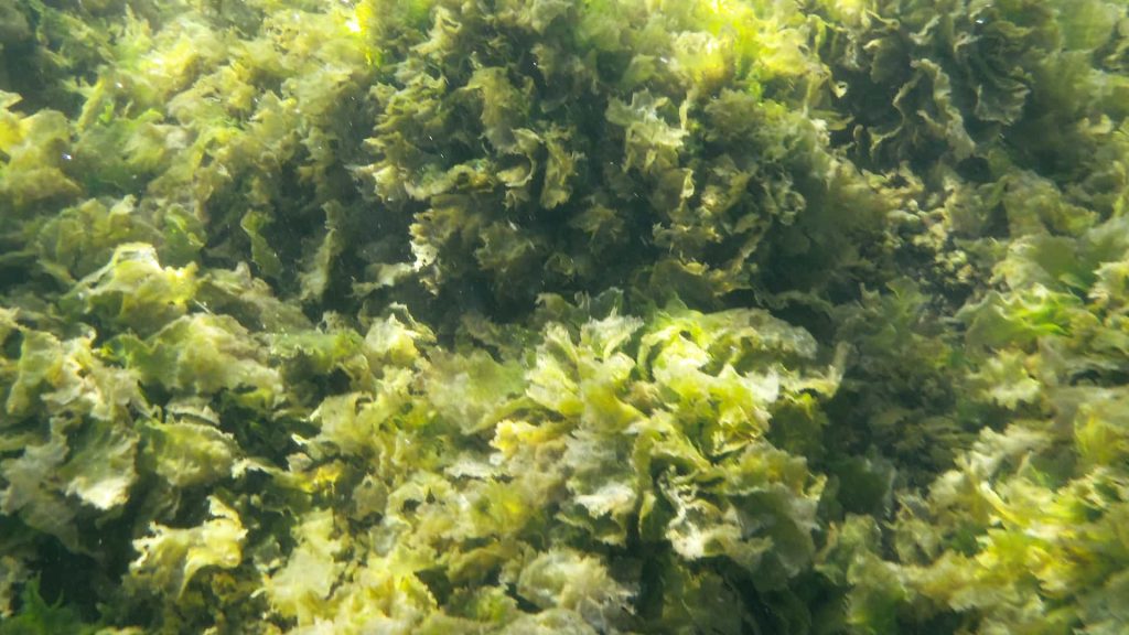 photo of green Phytoplankton